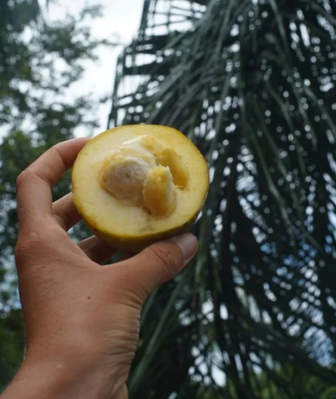 White Sapote Live Plant – 1.5ft Tall Seedling – 1 Gallon Pot – Tropical Fruit Tree White Sapote Live Plant – 1.5ft Tall Seedling – 1 Gallon Pot – Tropical Fruit Tree - Image 4