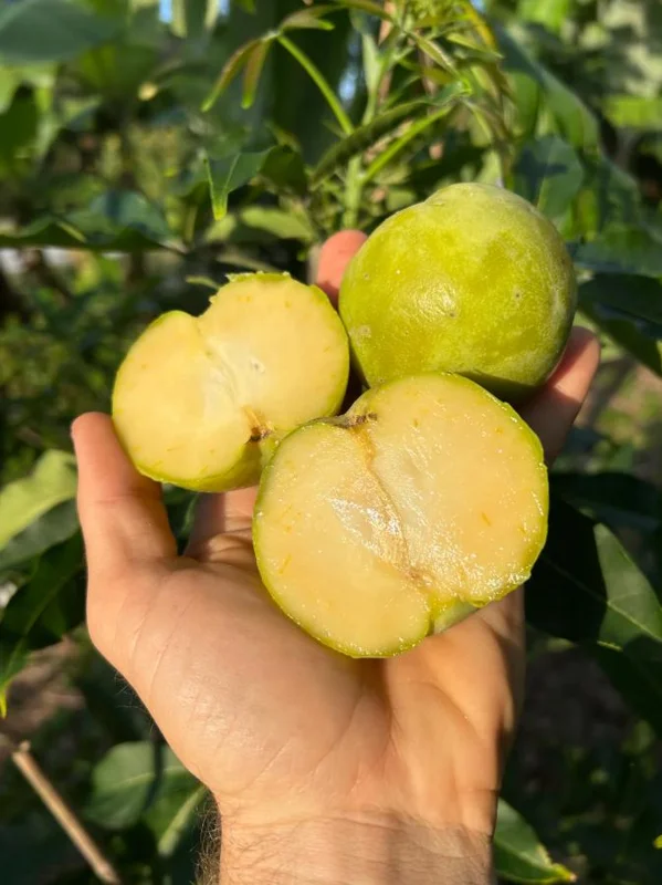 White Sapote Live Plant – 1.5ft Tall Seedling – 1 Gallon Pot – Tropical Fruit Tree White Sapote Live Plant – 1.5ft Tall Seedling – 1 Gallon Pot – Tropical Fruit Tree - Image 5
