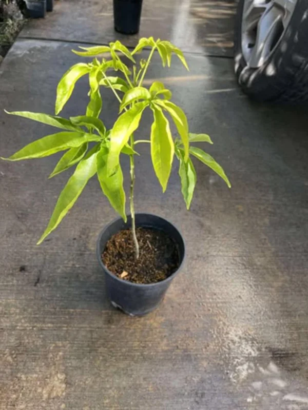 White Sapote Live Plant – 1.5ft Tall Seedling – 1 Gallon Pot – Tropical Fruit Tree White Sapote Live Plant – 1.5ft Tall Seedling – 1 Gallon Pot – Tropical Fruit Tree - Image 6