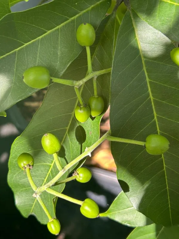 White Sapote Live Plant – 1.5ft Tall Seedling – 1 Gallon Pot – Tropical Fruit Tree White Sapote Live Plant – 1.5ft Tall Seedling – 1 Gallon Pot – Tropical Fruit Tree - Image 8