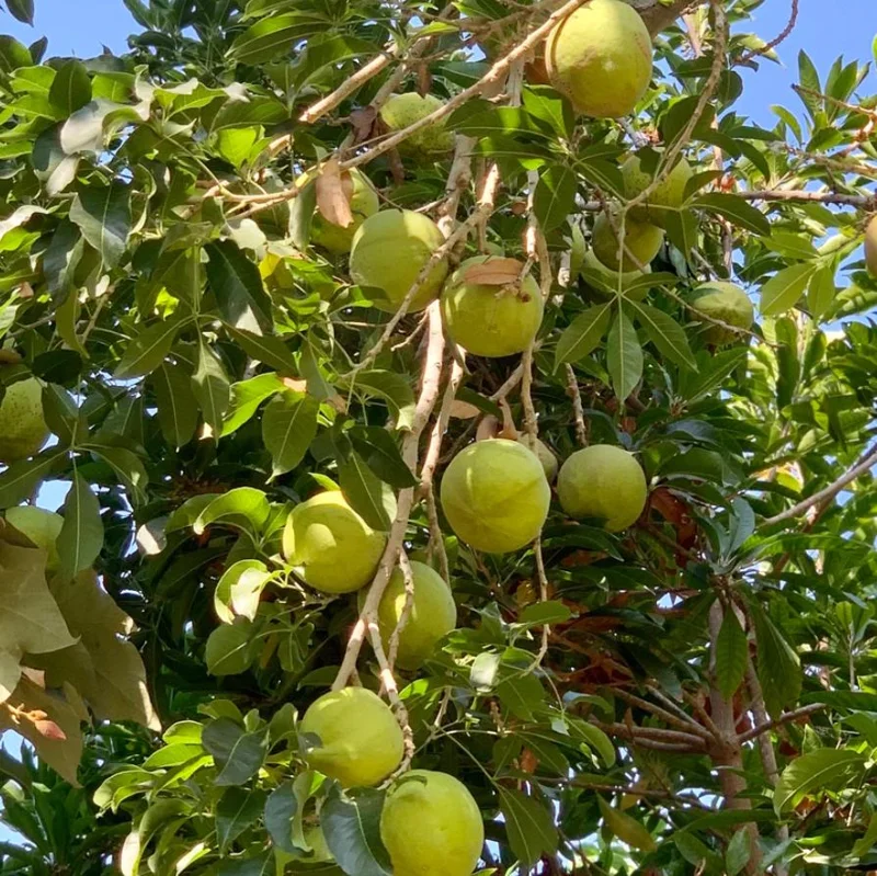 White Sapote Live Plant – 1.5ft Tall Seedling – 1 Gallon Pot – Tropical Fruit Tree White Sapote Live Plant – 1.5ft Tall Seedling – 1 Gallon Pot – Tropical Fruit Tree - Image 9