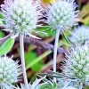 White Sea Holly Eryngium Flower Seeds - 100 Count, Perennial, Outdoor - Image 1