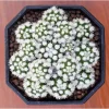 White Snowcap Cactus Plant - Mammillaria Gracilis - Live Cactus - 4 inch Pot - Image 1