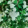 White Spiraea Live Plant - June Bride Spirea Shrub, 4-6 Inch Tall - Image 1