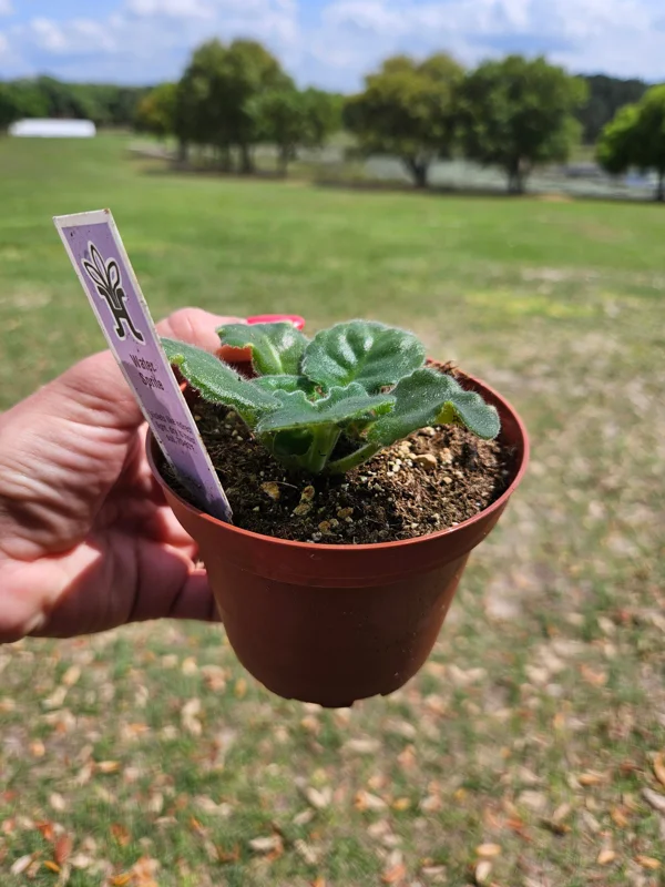 White Sprite African Violet Live Plant - 4 Inch Pot Starter - Image 2
