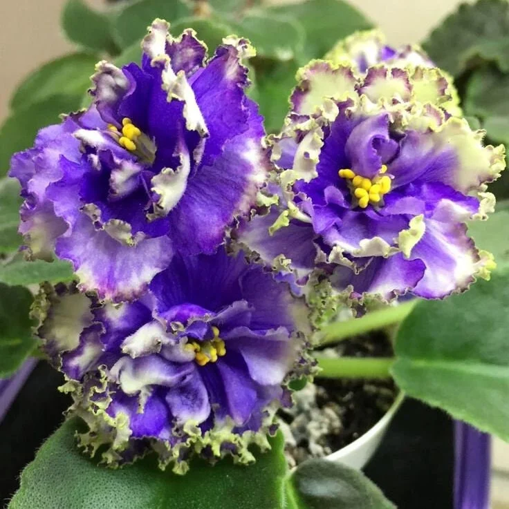 White Sprite African Violet Live Plant - 4 Inch Pot Starter - Image 1