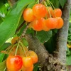 White Sweet Bush Cherry Live Plant – 6-12 Inches Tall – Outdoor Shrub White Sweet Bush Cherry Live Plant – 6-12 Inches Tall – Outdoor Shrub - Image 1