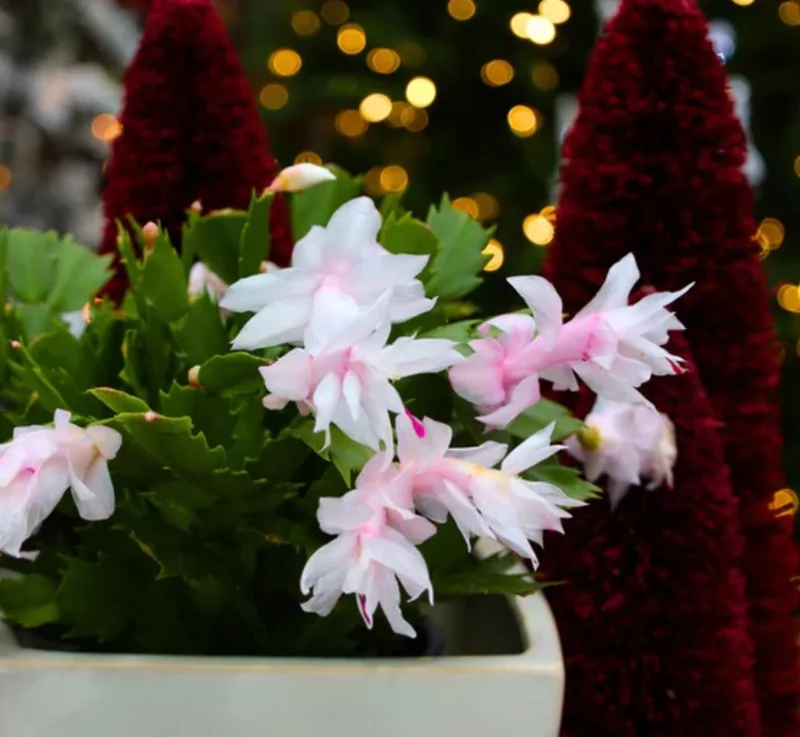 White Thanksgiving Cactus Live Plant – 8 Inch Tall Potted Succulent – 6 Inch Pot – Indoor Holiday Plant White Thanksgiving Cactus Live Plant – 8 Inch Tall Potted Succulent – 6 Inch Pot – Indoor Holiday Plant - Image 10