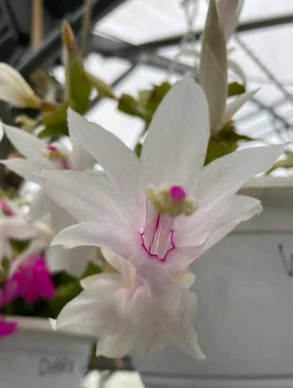 White Thanksgiving Cactus Live Plant – 8 Inch Tall Potted Succulent – 6 Inch Pot – Indoor Holiday Plant White Thanksgiving Cactus Live Plant – 8 Inch Tall Potted Succulent – 6 Inch Pot – Indoor Holiday Plant - Image 2