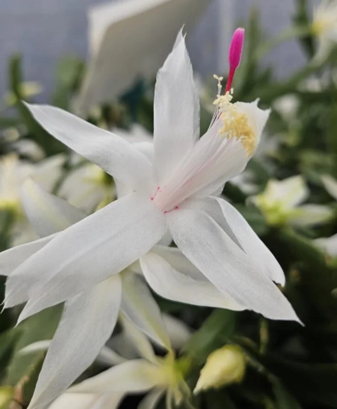 White Thanksgiving Cactus Live Plant – 8 Inch Tall Potted Succulent – 6 Inch Pot – Indoor Holiday Plant White Thanksgiving Cactus Live Plant – 8 Inch Tall Potted Succulent – 6 Inch Pot – Indoor Holiday Plant - Image 3