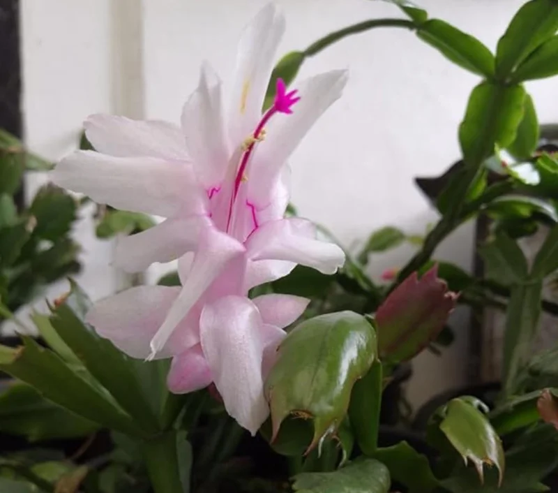 White Thanksgiving Cactus Live Plant – 8 Inch Tall Potted Succulent – 6 Inch Pot – Indoor Holiday Plant White Thanksgiving Cactus Live Plant – 8 Inch Tall Potted Succulent – 6 Inch Pot – Indoor Holiday Plant - Image 4