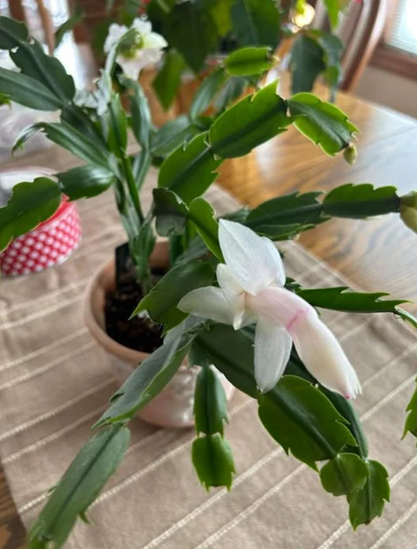 White Thanksgiving Cactus Live Plant – 8 Inch Tall Potted Succulent – 6 Inch Pot – Indoor Holiday Plant White Thanksgiving Cactus Live Plant – 8 Inch Tall Potted Succulent – 6 Inch Pot – Indoor Holiday Plant - Image 5