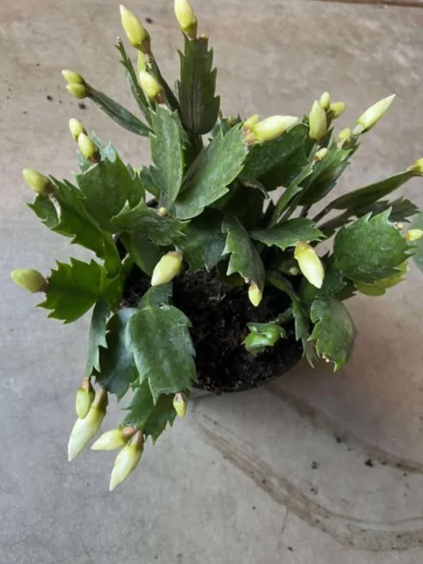 White Thanksgiving Cactus Live Plant – 8 Inch Tall Potted Succulent – 6 Inch Pot – Indoor Holiday Plant White Thanksgiving Cactus Live Plant – 8 Inch Tall Potted Succulent – 6 Inch Pot – Indoor Holiday Plant - Image 6