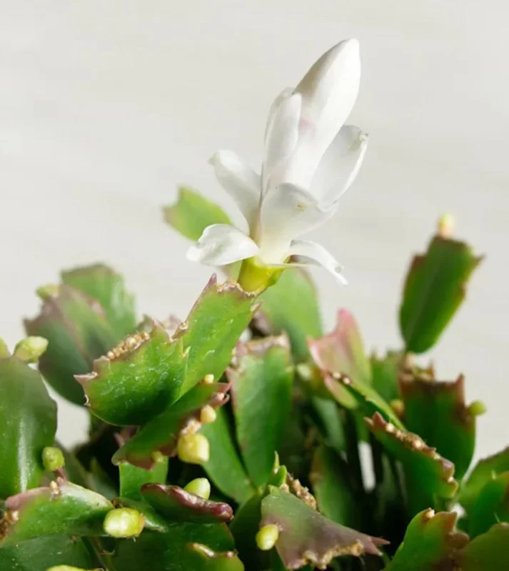 White Thanksgiving Cactus Live Plant – 8 Inch Tall Potted Succulent – 6 Inch Pot – Indoor Holiday Plant White Thanksgiving Cactus Live Plant – 8 Inch Tall Potted Succulent – 6 Inch Pot – Indoor Holiday Plant - Image 7
