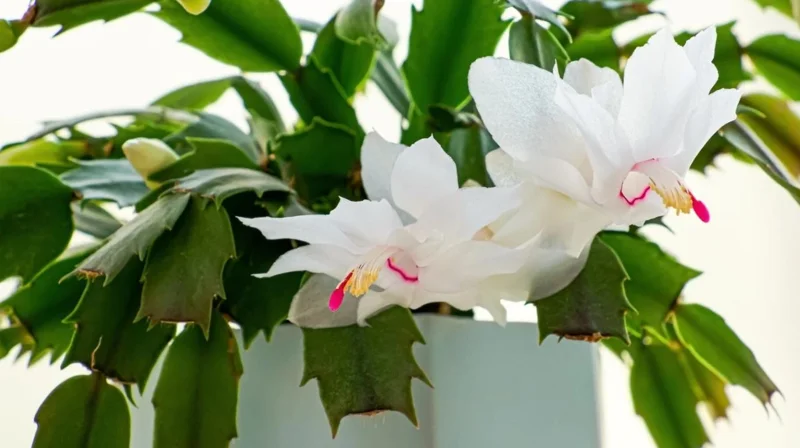 White Thanksgiving Cactus Live Plant – 8 Inch Tall Potted Succulent – 6 Inch Pot – Indoor Holiday Plant White Thanksgiving Cactus Live Plant – 8 Inch Tall Potted Succulent – 6 Inch Pot – Indoor Holiday Plant - Image 8