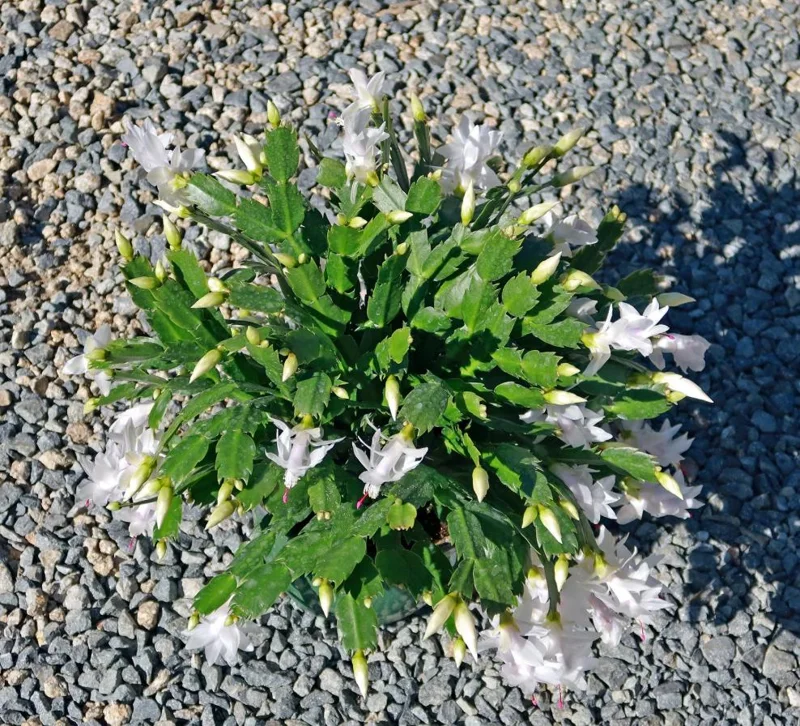 White Thanksgiving Cactus Live Plant – 8 Inch Tall Potted Succulent – 6 Inch Pot – Indoor Holiday Plant White Thanksgiving Cactus Live Plant – 8 Inch Tall Potted Succulent – 6 Inch Pot – Indoor Holiday Plant - Image 9