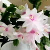 White Thanksgiving Cactus Live Plant – 8 Inch Tall Potted Succulent – 6 Inch Pot – Indoor Holiday Plant White Thanksgiving Cactus Live Plant – 8 Inch Tall Potted Succulent – 6 Inch Pot – Indoor Holiday Plant - Image 1