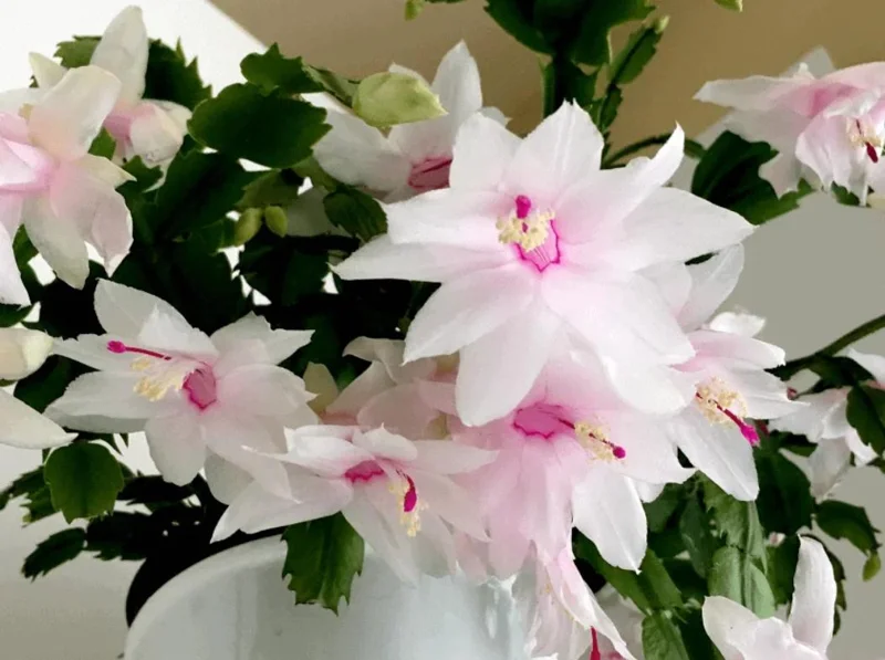White Thanksgiving Cactus Live Plant – 8 Inch Tall Potted Succulent – 6 Inch Pot – Indoor Holiday Plant White Thanksgiving Cactus Live Plant – 8 Inch Tall Potted Succulent – 6 Inch Pot – Indoor Holiday Plant - Image 1