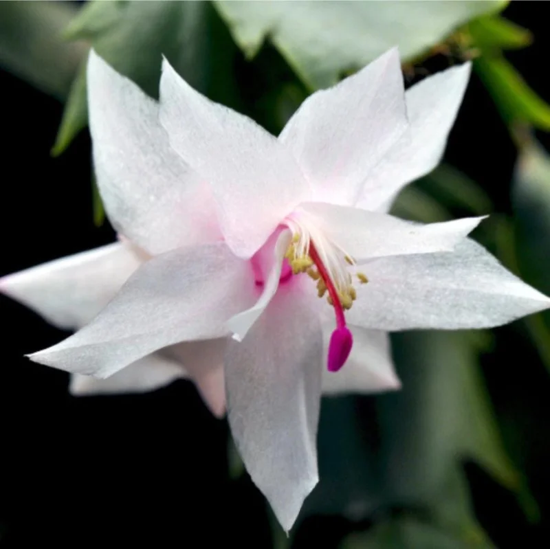 White Thanksgiving Cactus Live Plant – Holiday Succulent – 7 Inch Tall with 2 Inch Pot – Indoor White Thanksgiving Cactus Live Plant – Holiday Succulent – 7 Inch Tall with 2 Inch Pot – Indoor - Image 1