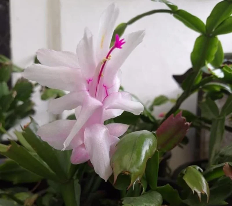 White Thanksgiving Cactus Live Plant – Holiday Succulent – 7 Inch Tall with 2 Inch Pot – Indoor White Thanksgiving Cactus Live Plant – Holiday Succulent – 7 Inch Tall with 2 Inch Pot – Indoor - Image 2