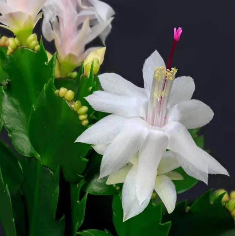White Thanksgiving Cactus Live Plant – Holiday Succulent – 7 Inch Tall with 2 Inch Pot – Indoor White Thanksgiving Cactus Live Plant – Holiday Succulent – 7 Inch Tall with 2 Inch Pot – Indoor - Image 3