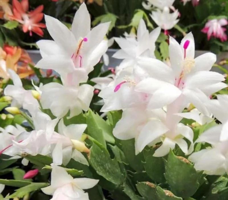 White Thanksgiving Cactus Live Plant – Holiday Succulent – 7 Inch Tall with 2 Inch Pot – Indoor White Thanksgiving Cactus Live Plant – Holiday Succulent – 7 Inch Tall with 2 Inch Pot – Indoor - Image 4