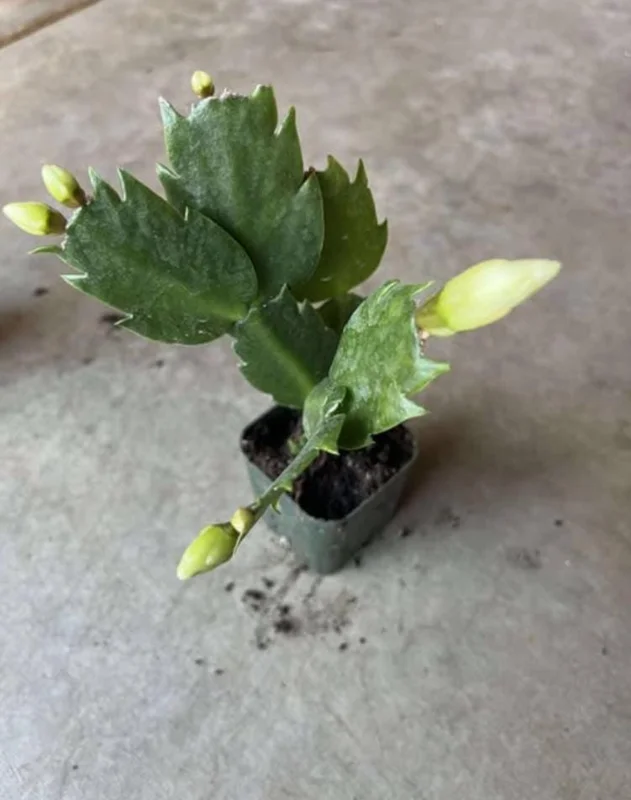 White Thanksgiving Cactus Live Plant – Holiday Succulent – 7 Inch Tall with 2 Inch Pot – Indoor White Thanksgiving Cactus Live Plant – Holiday Succulent – 7 Inch Tall with 2 Inch Pot – Indoor - Image 5