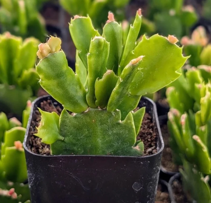 White Thanksgiving Cactus Live Plant – Holiday Succulent – 7 Inch Tall with 2 Inch Pot – Indoor White Thanksgiving Cactus Live Plant – Holiday Succulent – 7 Inch Tall with 2 Inch Pot – Indoor - Image 6