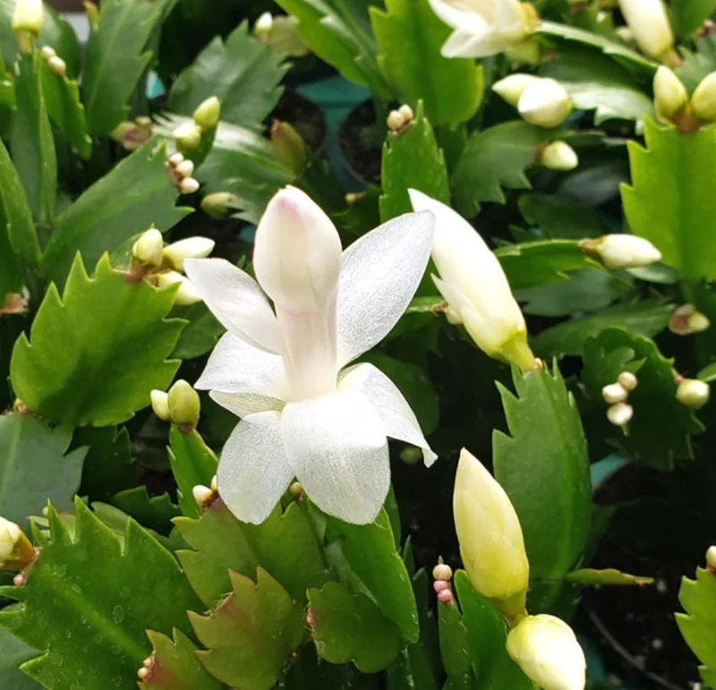 White Thanksgiving Cactus Live Plant – Holiday Succulent – 7 Inch Tall with 2 Inch Pot – Indoor White Thanksgiving Cactus Live Plant – Holiday Succulent – 7 Inch Tall with 2 Inch Pot – Indoor - Image 7