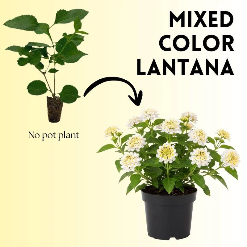 White to Yellow Lantana Live Plant 6-10 Inches Tall - Perennial Flowers White to Yellow Lantana Live Plant 6-10 Inches Tall - Perennial Flowers - Image 2