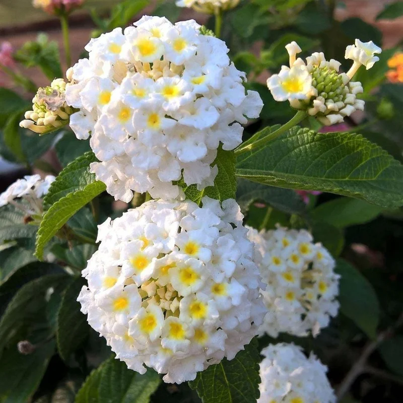 White to Yellow Lantana Live Plant 6-10 Inches Tall - Perennial Flowers White to Yellow Lantana Live Plant 6-10 Inches Tall - Perennial Flowers - Image 4