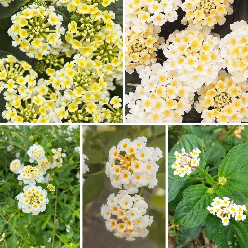 White to Yellow Lantana Live Plant 6-10 Inches Tall - Perennial Flowers White to Yellow Lantana Live Plant 6-10 Inches Tall - Perennial Flowers - Image 5