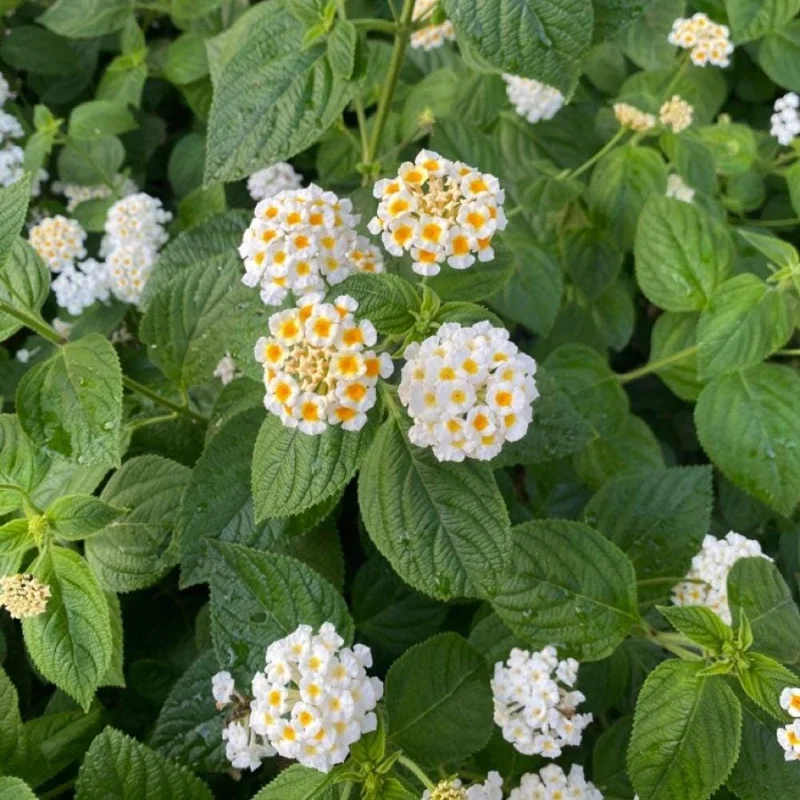 White to Yellow Lantana Live Plant 6-10 Inches Tall - Perennial Flowers White to Yellow Lantana Live Plant 6-10 Inches Tall - Perennial Flowers - Image 6