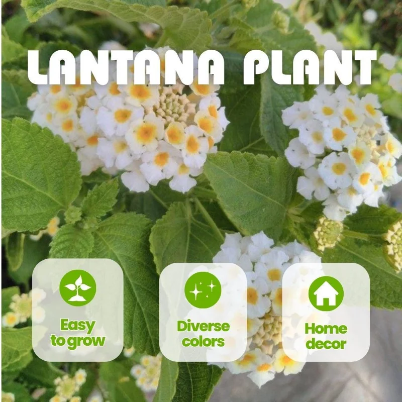 White to Yellow Lantana Live Plant 6-10 Inches Tall - Perennial Flowers White to Yellow Lantana Live Plant 6-10 Inches Tall - Perennial Flowers - Image 8
