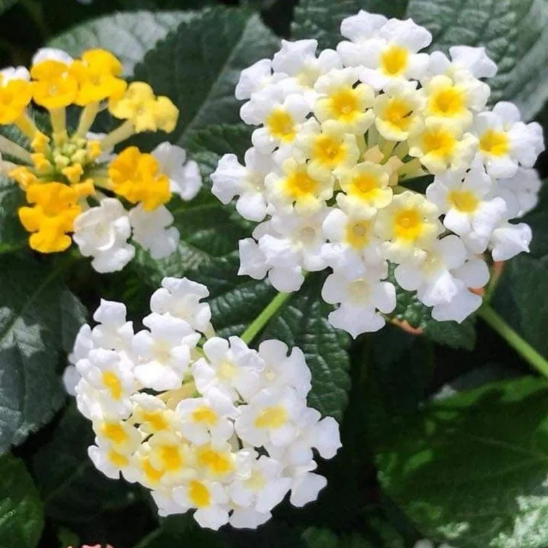 White to Yellow Lantana Live Plant 6-10 Inches Tall - Perennial Flowers White to Yellow Lantana Live Plant 6-10 Inches Tall - Perennial Flowers - Image 9
