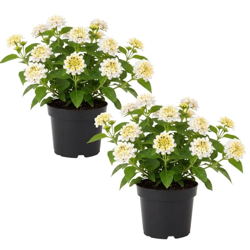 White to Yellow Lantana Live Plant 6-10 Inches Tall - Perennial Flowers White to Yellow Lantana Live Plant 6-10 Inches Tall - Perennial Flowers - Image 1