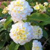 White Trailing Lantana Live Plants - Set of 2, 4-8" Tall, Outdoor Perennial - Image 1