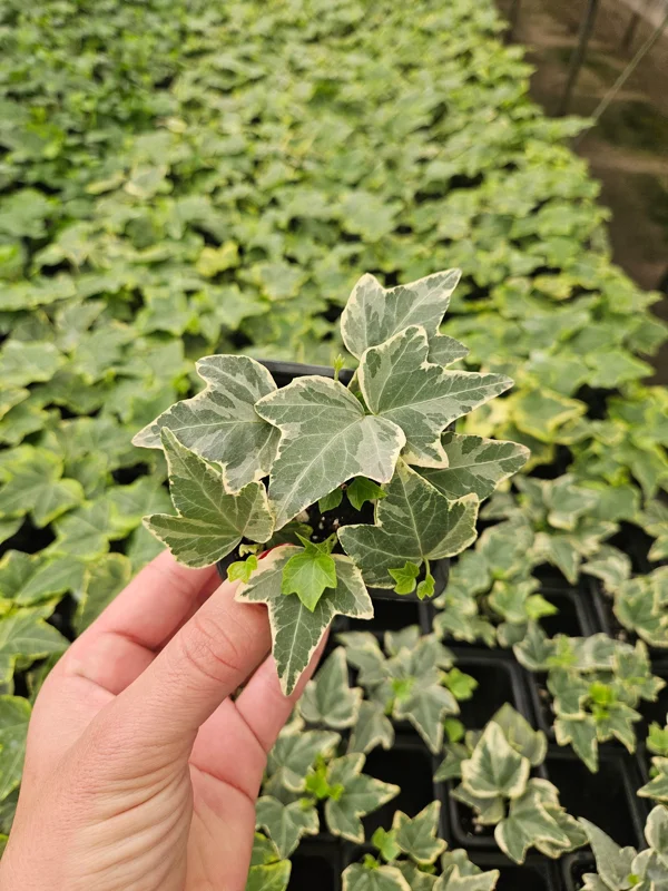 White Variegated English Ivy Live Plant - 3 or 6 Inch Pot - Indoor Vine - Image 2