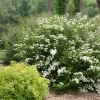 White Wedding Cake Spirea Unrooted Cuttings - Set of 10, 6-8 Inches Tall - Image 1