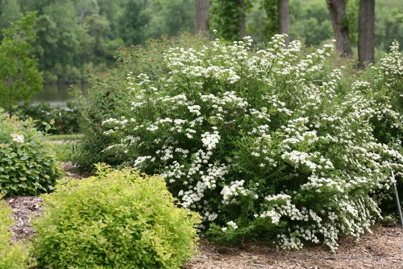 White Wedding Cake Spirea Unrooted Cuttings - Set of 10, 6-8 Inches Tall - Image 1