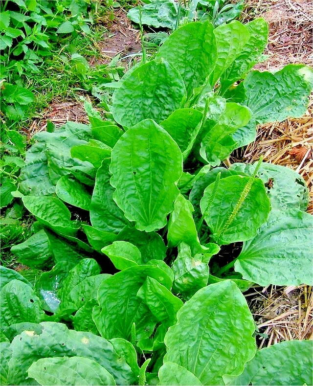 Wide Leaf Plantain Seeds 500 Count – Plantago Major Herb Seeds – Hardy Perennial Outdoor - Image 2