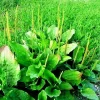 Wide Leaf Plantain Seeds 500 Count – Plantago Major Herb Seeds – Hardy Perennial Outdoor - Image 1
