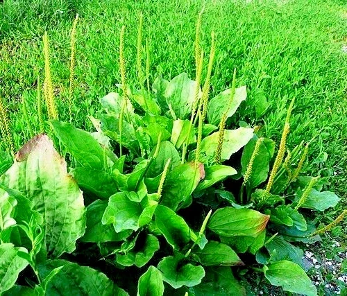 Wide Leaf Plantain Seeds 500 Count – Plantago Major Herb Seeds – Hardy Perennial Outdoor - Image 1