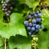 Wild Grape Bare Roots Set of 2 - 1-2 Ft Sweet Fruit Tree Seedlings Wild Grape Bare Roots Set of 2 - 1-2 Ft Sweet Fruit Tree Seedlings - Image 1
