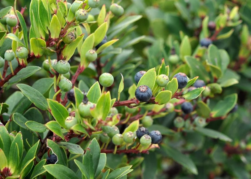 Wild Huckleberry Live Plant - 3-6 inch Tall Edible Berry Shrub in 3 inch Pot - Vaccinium spp. - Outdoor Wild Huckleberry Live Plant - 3-6 inch Tall Edible Berry Shrub in 3 inch Pot - Vaccinium spp. - Outdoor - Image 2