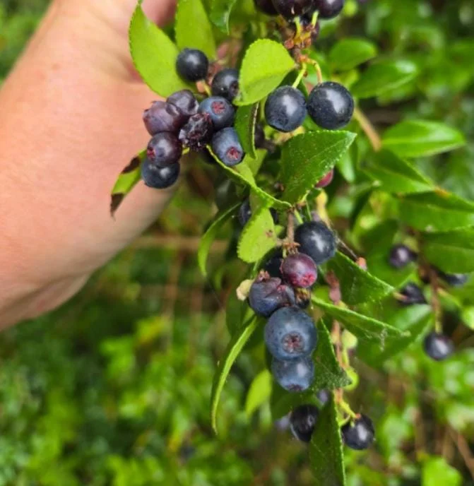 Wild Huckleberry Live Plant - 3-6 inch Tall Edible Berry Shrub in 3 inch Pot - Vaccinium spp. - Outdoor Wild Huckleberry Live Plant - 3-6 inch Tall Edible Berry Shrub in 3 inch Pot - Vaccinium spp. - Outdoor - Image 3