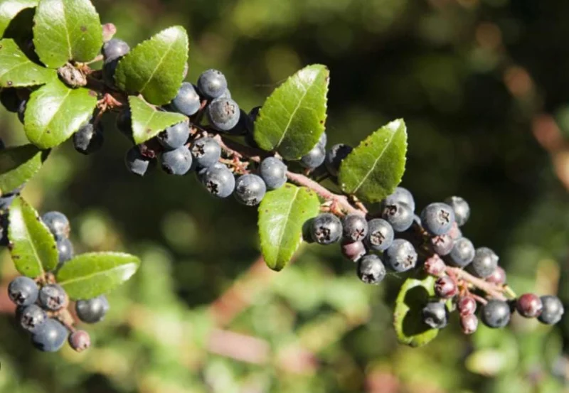 Wild Huckleberry Live Plant - 3-6 inch Tall Edible Berry Shrub in 3 inch Pot - Vaccinium spp. - Outdoor Wild Huckleberry Live Plant - 3-6 inch Tall Edible Berry Shrub in 3 inch Pot - Vaccinium spp. - Outdoor - Image 4