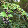Wild Huckleberry Live Plant - 3-6 inch Tall Edible Berry Shrub in 3 inch Pot - Vaccinium spp. - Outdoor Wild Huckleberry Live Plant - 3-6 inch Tall Edible Berry Shrub in 3 inch Pot - Vaccinium spp. - Outdoor - Image 1