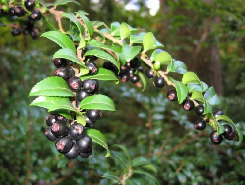 Wild Huckleberry Live Plant - 3-6 inch Tall Edible Berry Shrub in 3 inch Pot - Vaccinium spp. - Outdoor Wild Huckleberry Live Plant - 3-6 inch Tall Edible Berry Shrub in 3 inch Pot - Vaccinium spp. - Outdoor - Image 1
