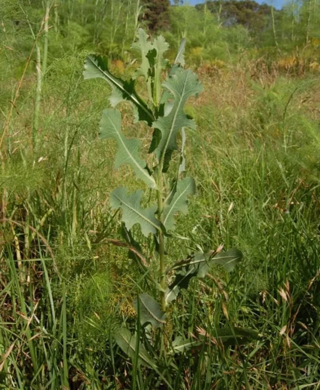 Wild Lettuce Live Plant – Edible Herb – 4 Inch Pot – Easy Grow Outdoor Wild Lettuce Live Plant – Edible Herb – 4 Inch Pot – Easy Grow Outdoor - Image 10